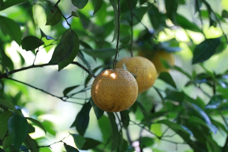 桔子,橙子,水果,易腐,果树,风帽,水平画幅,枝繁叶茂,食品杂货,林区