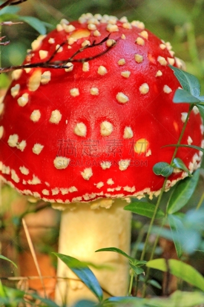 蘑菇,橙色伞菌,伞形毒菌,毒蘑菇,自然,垂直画幅,秋天,无人,有毒生物体,苔藓