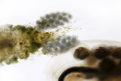 浮游生物,显微镜,水,麦克风,复眼,动物嘴,水平画幅,微生物学,动物学,科学