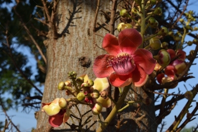花朵,美,水平画幅,无人,夏天,特写,泰国,明亮,植物,植物学