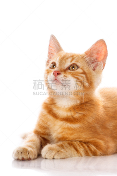 猫,小的,红色,垂直画幅,动物耳朵,爪子,家庭生活,动物身体部位,工作室,捕食