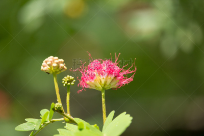 动物头,粉扑,粉色,自然,水平画幅,无人,朱缨花,夏天,泰国,含羞草酒