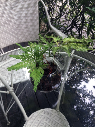 桌子,玻璃,蕨类,侏儒,锅,垂直画幅,休闲活动,枝繁叶茂,林区,无人