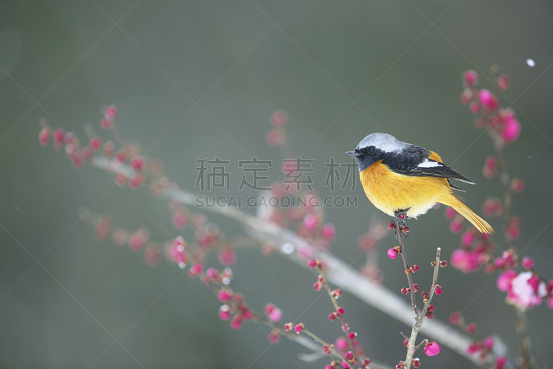 北红尾鸲,梅子,野生动物,水平画幅,生物,冬天,无人,日本,鸟类,观鸟