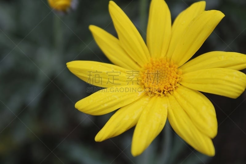 Senecio angulatus flowers in the garden