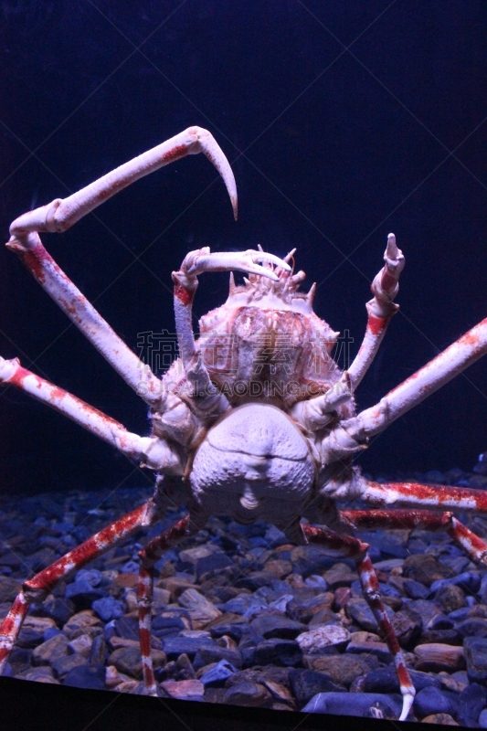 巨大的,螃蟹,蟹腿,自然,垂直画幅,野生动物,无人,水下,海产,特写