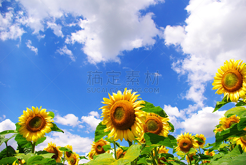 向日葵,天空,水平画幅,可爱的,无人,园艺,蓝色,乌克兰,静止的,户外