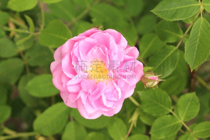 大马士革玫瑰,玫瑰,打叉,毛莨科葛缕子属香菜,温带的花,美,芳香的,水平画幅,美人,因斯布鲁克