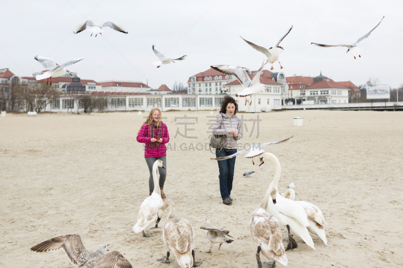 鸟类,索波特,格但斯克,度假胜地,水平画幅,早晨,户外,白人,仅成年人,白色