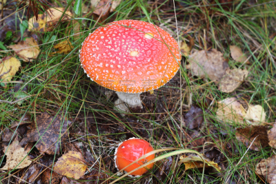 特写,鹅膏菌,自然,杜松苔,卢瓦雷省,水平画幅,无人,有毒生物体,图像,摄影