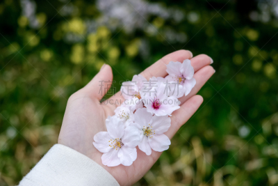熊谷,崎玉县,手,樱之花,女孩,亚洲樱桃树,花见节,油菜花,隧道,公园