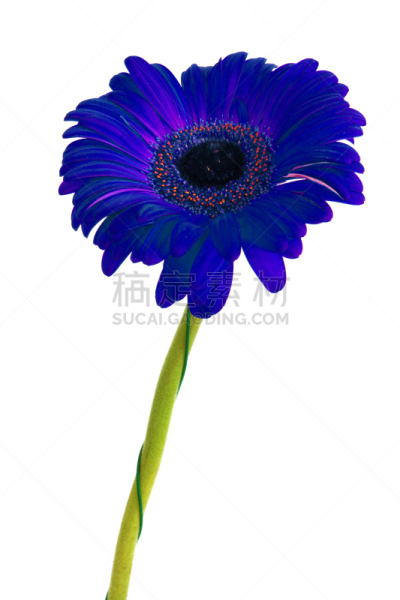 自然美,非洲雏菊,白色背景,巨大的,垂直画幅,水,美,无人,夏天,特写