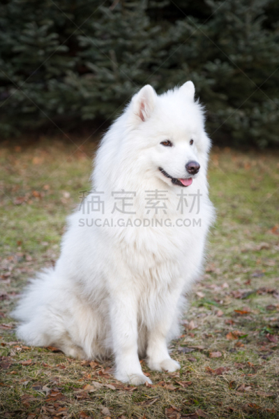 萨摩耶犬,狗,白色,自然,垂直画幅,纯种犬,可爱的,夏天,户外