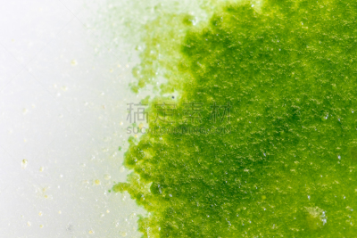 真菌,藻类,大群动物,背景,个性,皮氏培养皿,显微镜,水,生物科技,水平画幅
