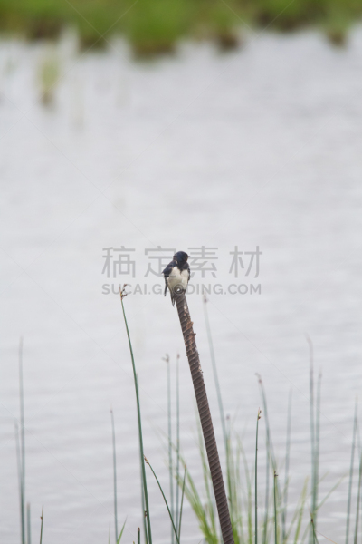 谷仓,湖,地形,燕子,自然美,海滩,家燕,湖岸,沼泽,杆