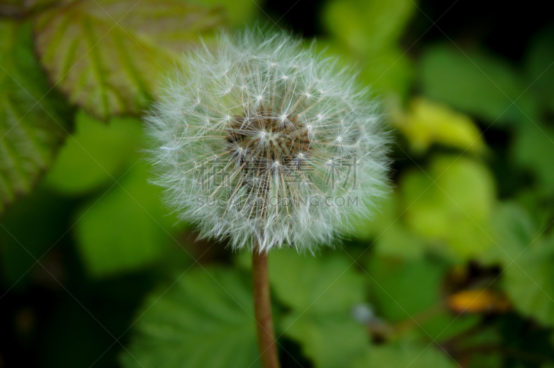 蒲公英,自然,水平画幅,无人,符号,野生植物,特写,仅一朵花,植物,雏菊族