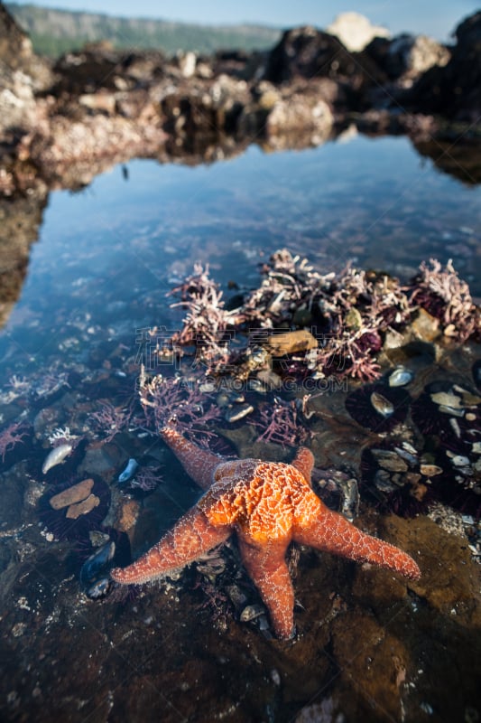 潮水坑,海星,黄色,橙色,盐角州立公园,失落的海岸,蒙特西罗,门多西诺县,索那玛郡,温带雨林