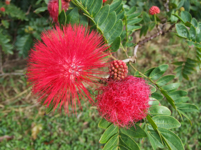 朱缨花,红色,发育阶段,留白,阿瑟顿高地,水平画幅,无人,早晨,户外,图像