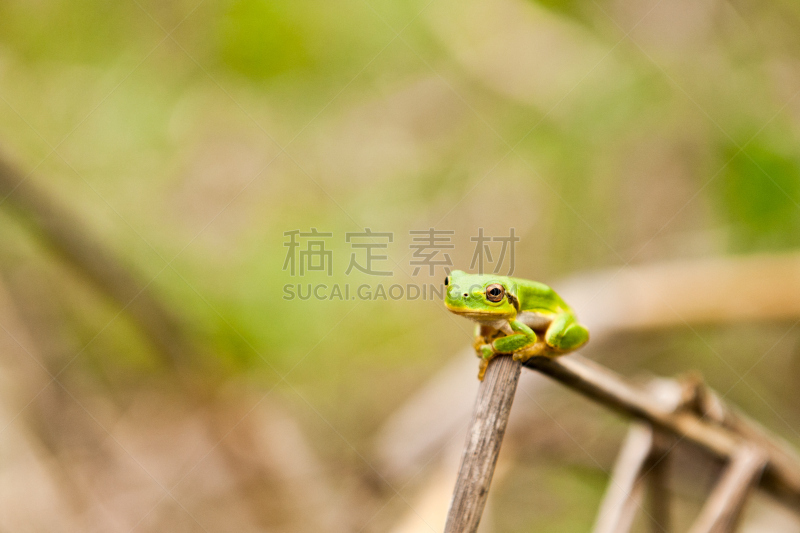 青蛙,枝,红眼树蛙,树蛙,爬虫学,水平画幅,无人,眼痛,动物身体部位,哥斯达黎加