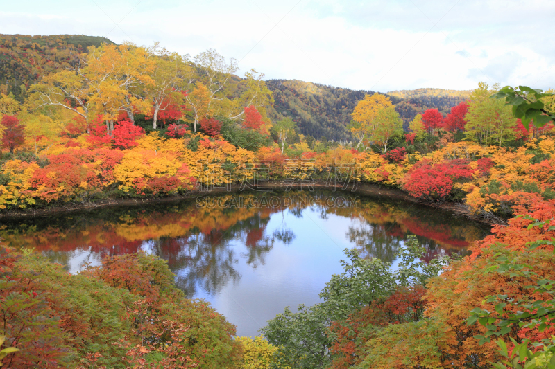 沼泽,叶子,北海道,层云峡,大雪山国家公园,上川,水,国家公园,水平画幅,无人