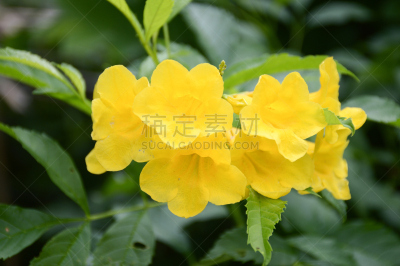 自然,园林,黄紫葳,美,水平画幅,绿色,枝繁叶茂,无人,户外,泰国