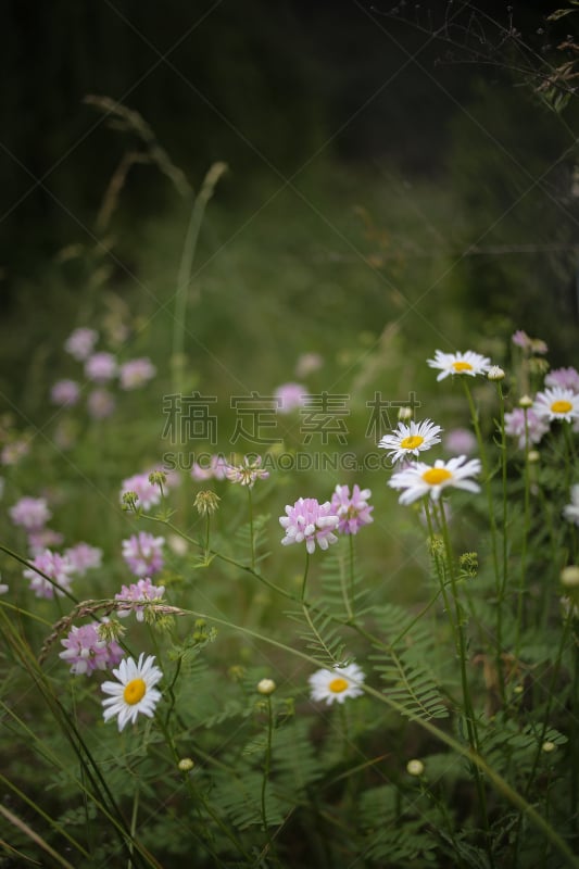 紫色,雏菊,小寇花,垂直画幅,美,无人,夏天,户外,特写,白色