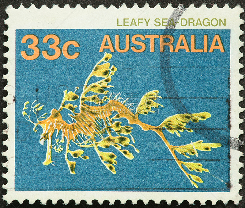 澳大利亚,海洋,平衡折角灯,龙,海龙,无脊椎动物,水平画幅,无人,动物