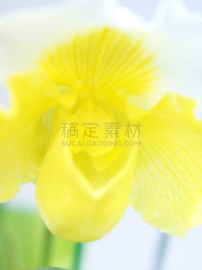 地球,垂直画幅,美,留白,无人,蝴蝶兰,特写,花蕾,拉昂,东南亚