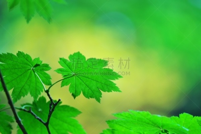 蕨叶枫树木,植物,水平画幅,绿色,秋天,无人,日本,光,枫树,叶子