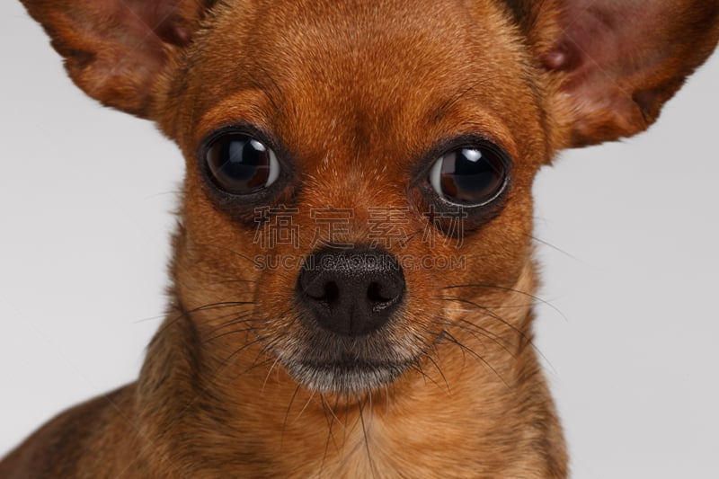 toy terrier,白色背景,特写,褐色,悲哀,水平画幅,梗犬,动物耳朵,动物身体部位,人的眼睛