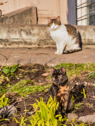 猫,垂直画幅,爪子,早晨,动物身体部位,草,凌乱,哺乳纲,毛绒绒,果园