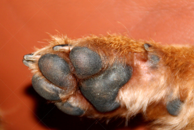 博德猎狐犬,趾甲,正下方视角,爪子,特写,防护品,动物毛,纯种犬,水平画幅,无人