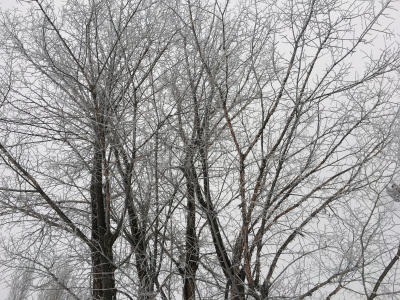 Cold winter trees
