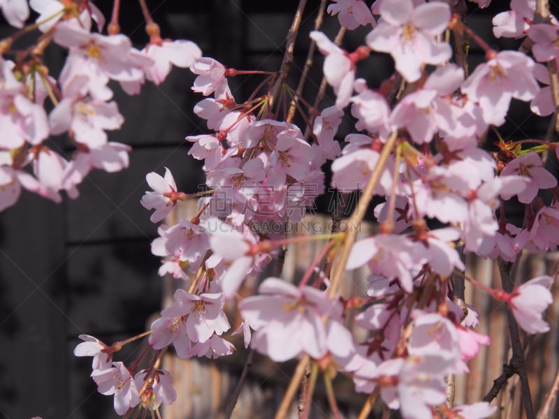 樱花,角馆,日本,秋田,水平画幅,旅行者,开花时间间隔,著名景点,风景,东北片区