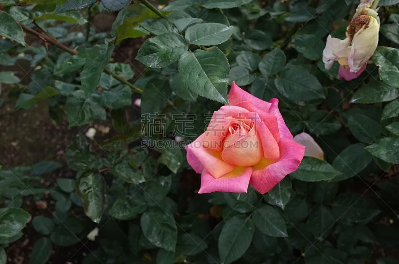 玫瑰 粉色 芝加哥市 轻的 米色 平和 清新 景观设计 浪漫 仅一朵花图片素材下载 稿定素材