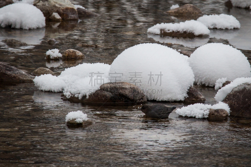 美洲潜水鸟,雪,河流,寒冷,防水长靴,野生动物,加拿大,一只动物,动物,鸟类