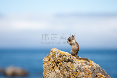 岩石,加州黄鼠,水,机敏,水平画幅,动物耳朵,动物身体部位,野外动物,夏天,偏远的
