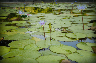 荷花,池塘,特写,自然美,水,美,水平画幅,睡莲,平视角,夏天