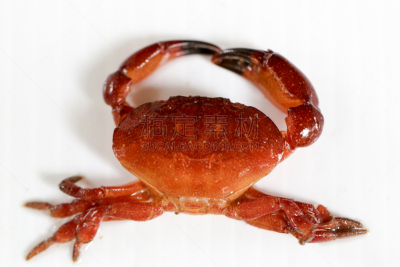 锯缘青蟹,螃蟹,自然,红树,水,格子烤肉,海产,白色,海滩,彩色图片