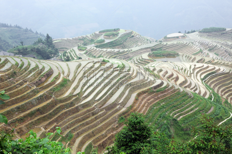 龙脊梯田,广西壮族自治区,梯田,稻,中国,壮族,瑶族,苗族,龙胜,阳朔