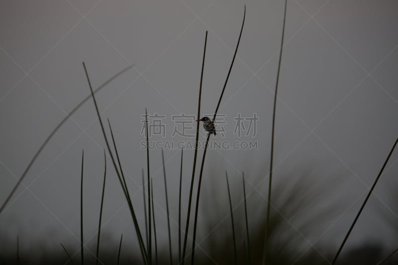 自然,野外动物,自由,热带气候,野生动物,环境,翅膀,脊椎动物,北美歌雀,草