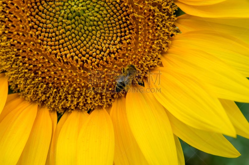 sunflower pollen,蜂蜜,蜜蜂,葵花油,葵花形海星,向日葵籽,提举,夏天,农作物,植物生长阶段