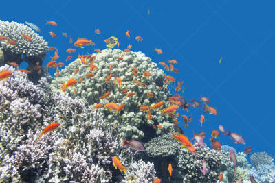 水下,礁石,热带气候,鱼类,海洋,鸡尾酒,anthias fish,水,水平画幅,水肺潜水