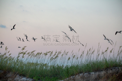 黑色撇水鸟,自然,图像,北卡罗来纳,海洋,美国,鸟类,海鸟,无人,赖茨维尔海滩