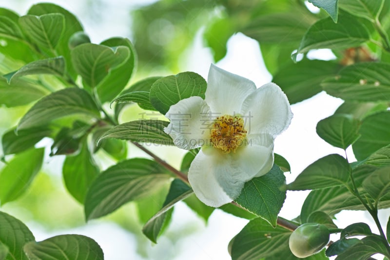 日本紫茎植物,水平画幅,绿色,无人,五月,日本,茅崎,白色,春天,植物