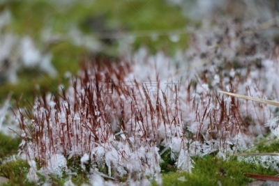 苔藓,混凝土,白色,动物毛,绿色,深情的,块状,雪花,沙子,雪