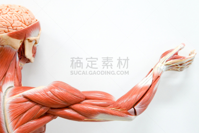 健美身材,手,四肢,艺术,水平画幅,符号,科学,生物学,泰国,运动员
