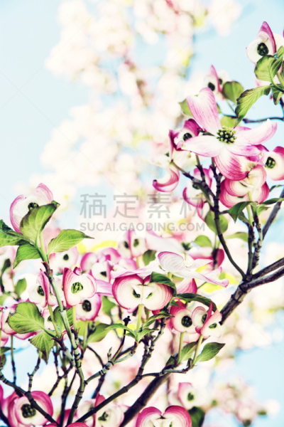 开花的山茱萸,阶调图片,山茱萸科,箭木,山茱萸,树园,垂直画幅,无人,五月,户外