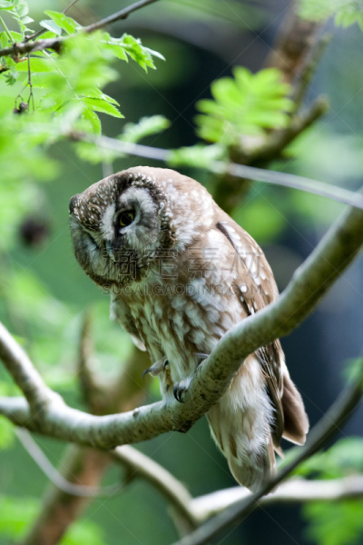 tengmalm's owl,无人,黑森林,巴伐利亚,垂直画幅,2015年,锯磨鸮,图像,猫头鹰,鸟类