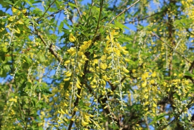 金链花,阿尔卑斯山,自然,水平画幅,无人,户外,植物茎,春天,黄色,园林